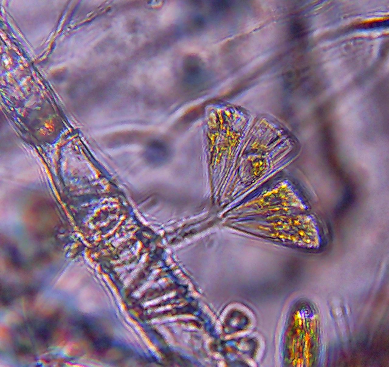 L�unione fa la forza: la vita coloniale di microscopici organismi marini